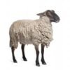 con cừu

 tiếng Trung là gì?